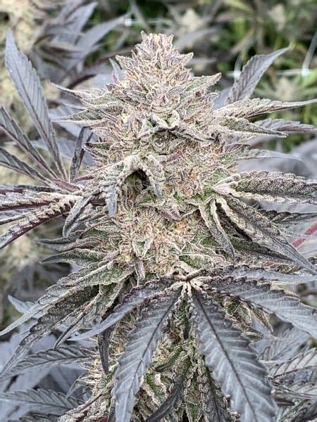 hublot seeds|buy humboldt seeds online.